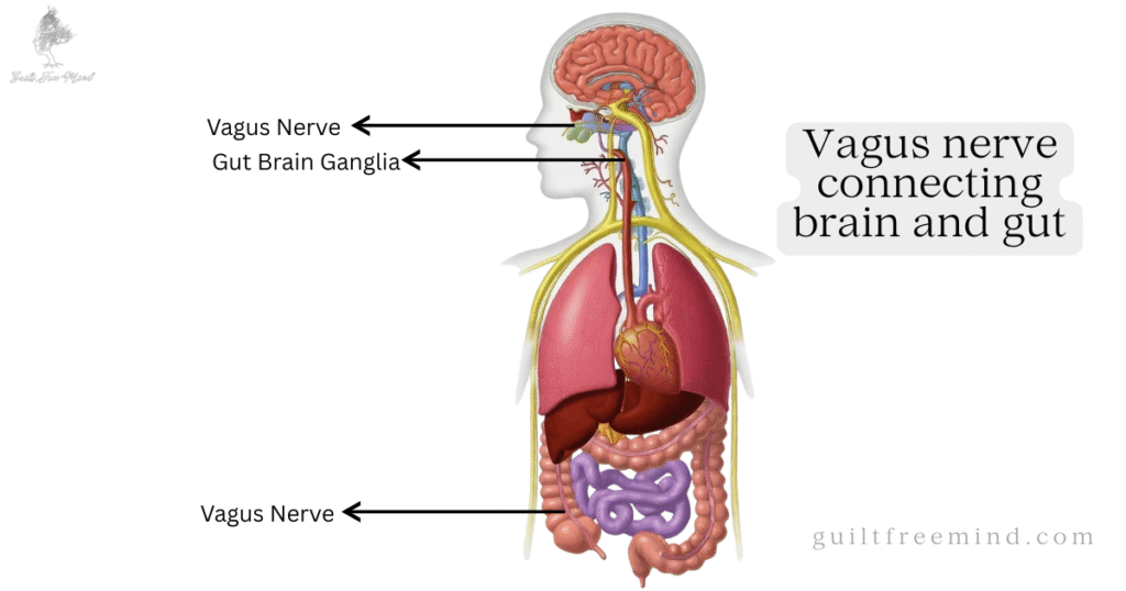 Vagus nerve connecting brain and gut