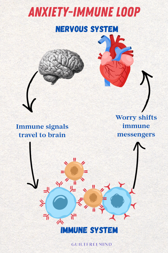 An infographic on the Anxiety-Immune Loop