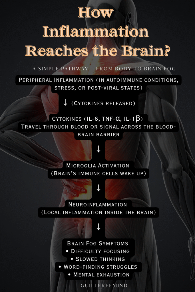 An infographic on How Inflammation Reaches the Brain